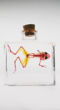 Diaphonized Frog