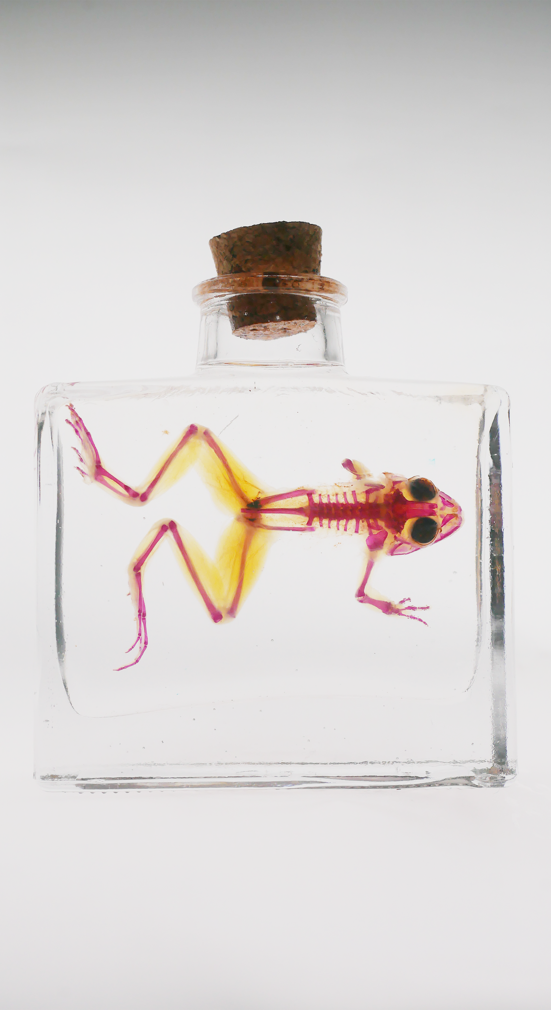 Diaphonized Frog