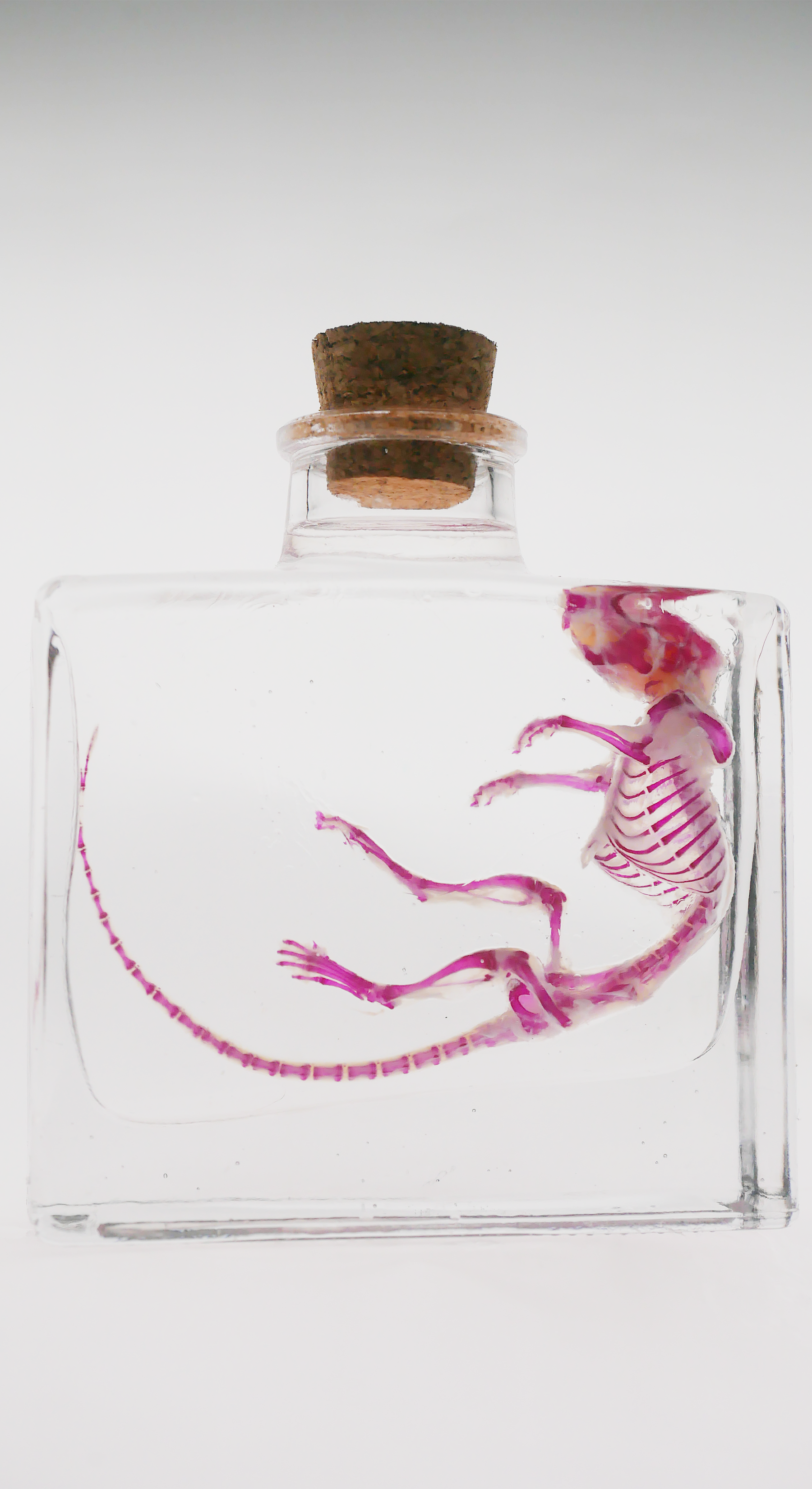 Diaphonized Mouse in Rectangle Bottle