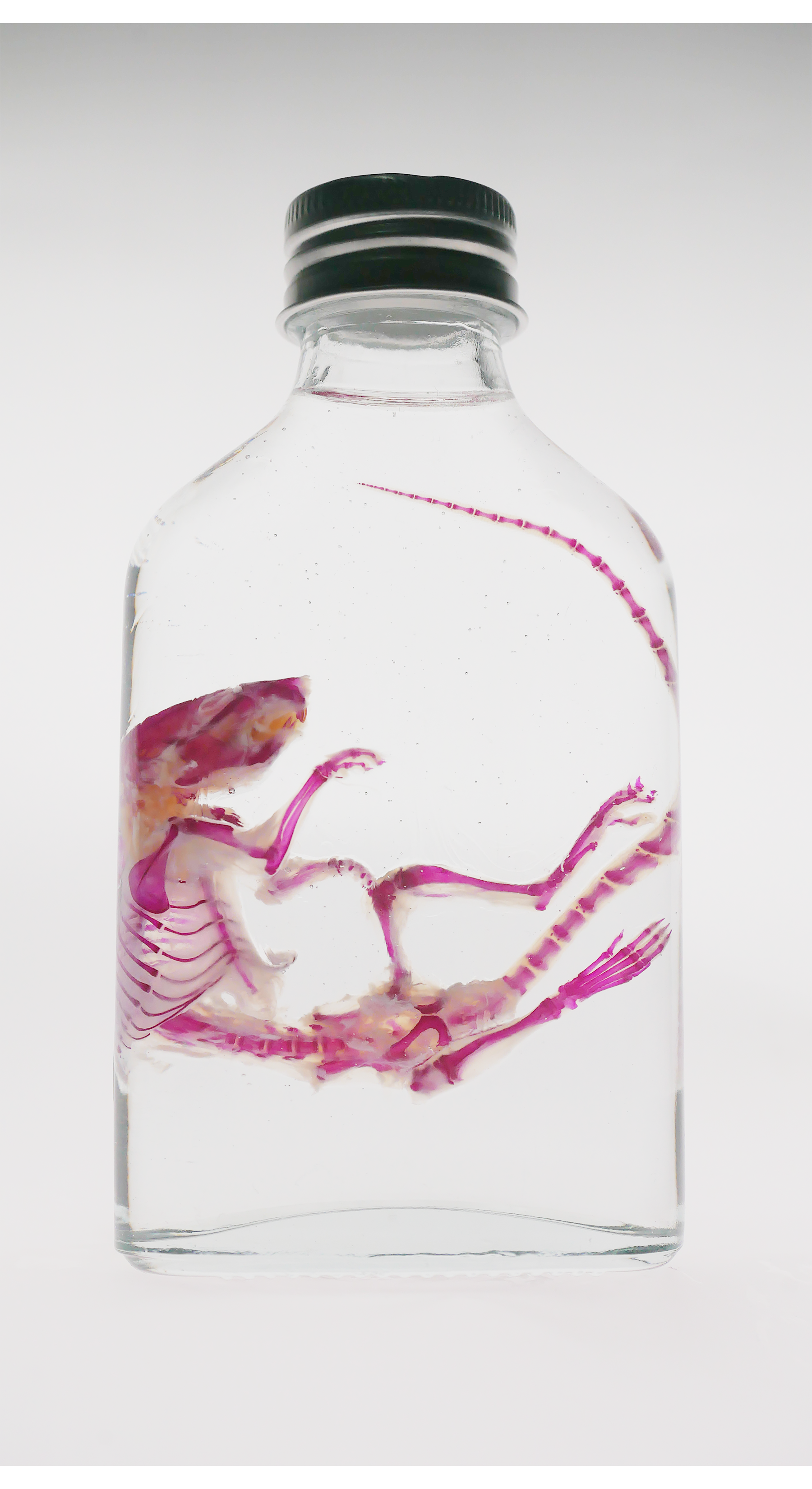 Diaphonized Mouse in Bottle