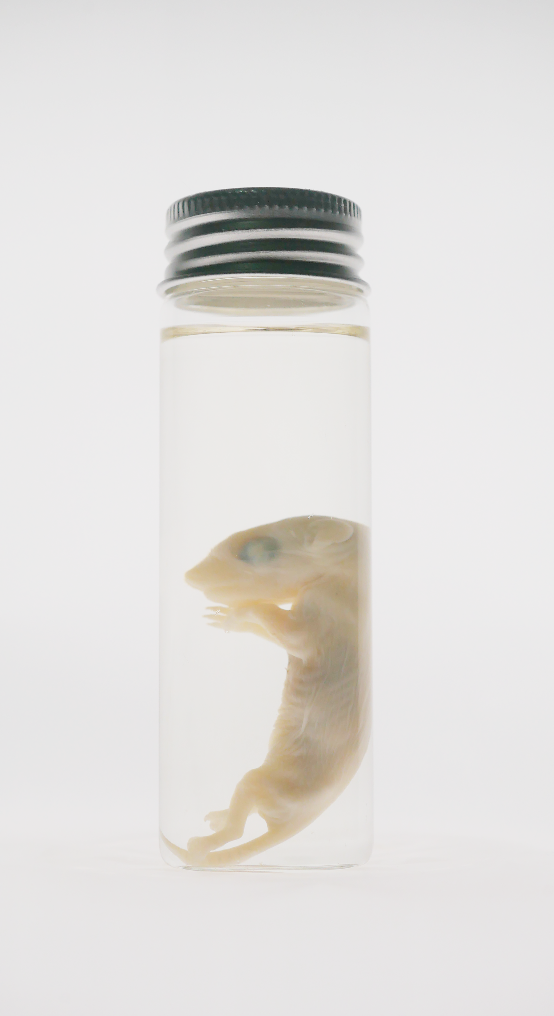 Baby Opossum Wet Specimen