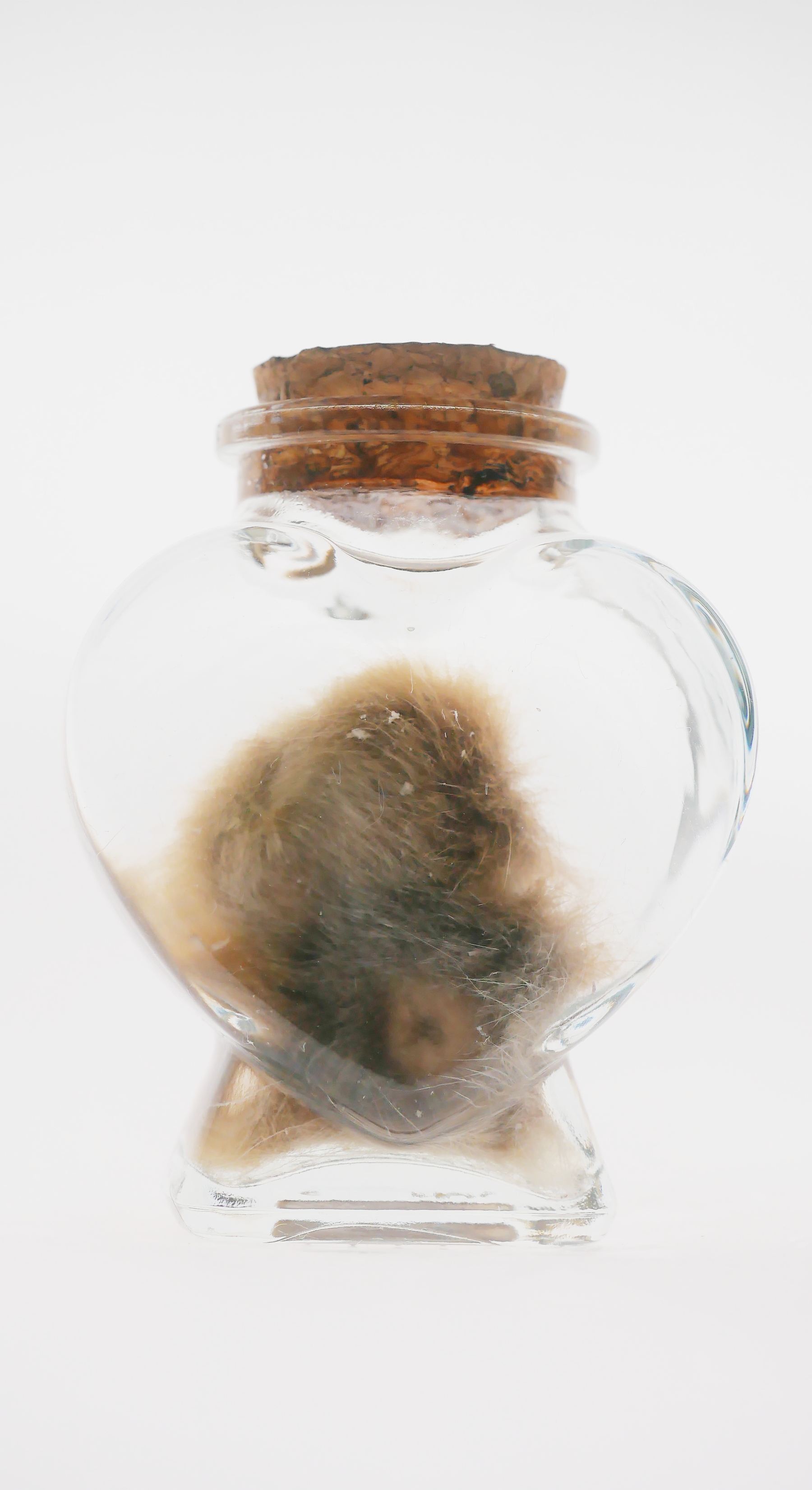Wet Specimen Bobcat Testicles