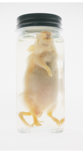 Adult Mouse Wet Specimen