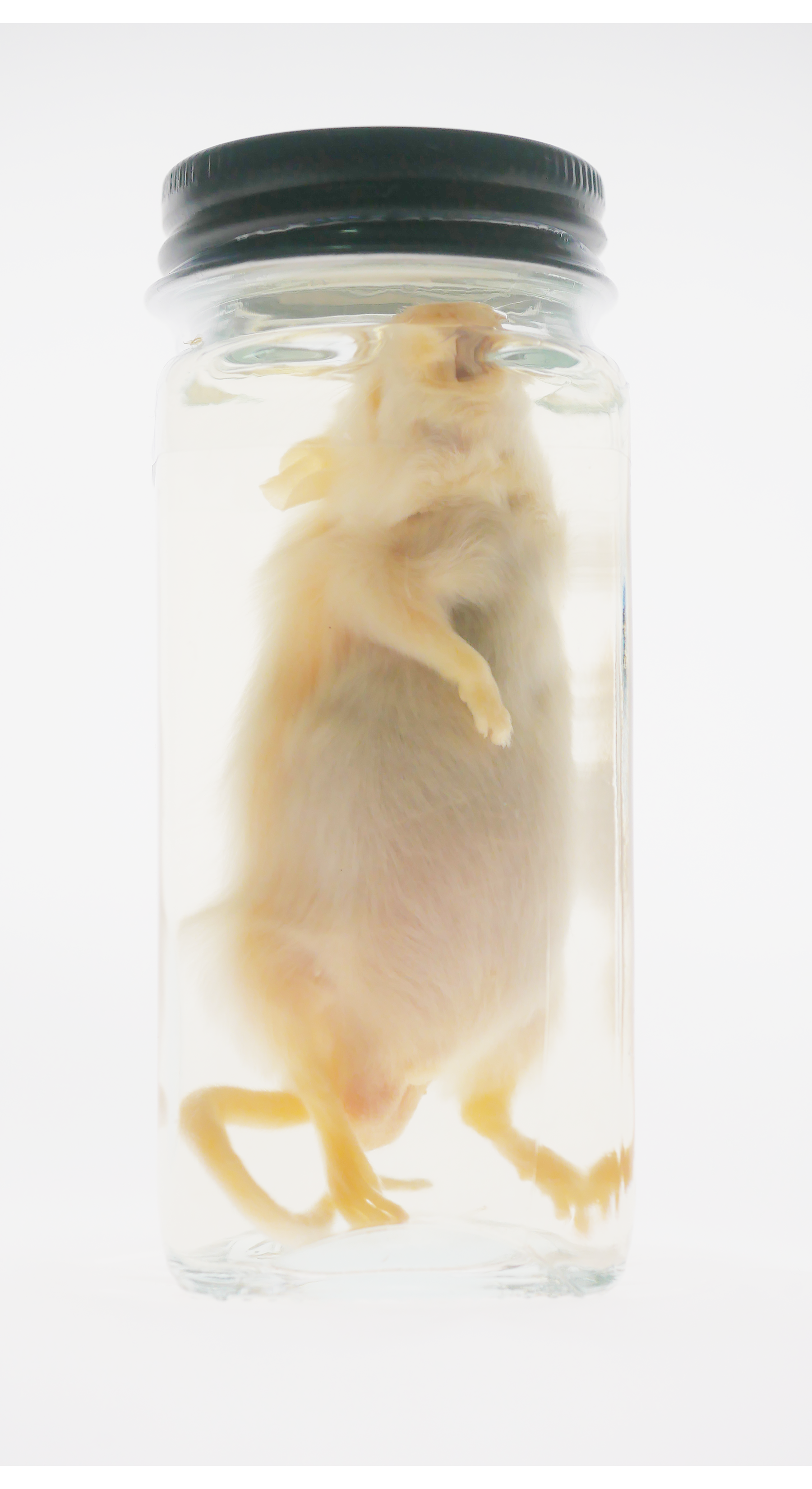Adult Mouse Wet Specimen