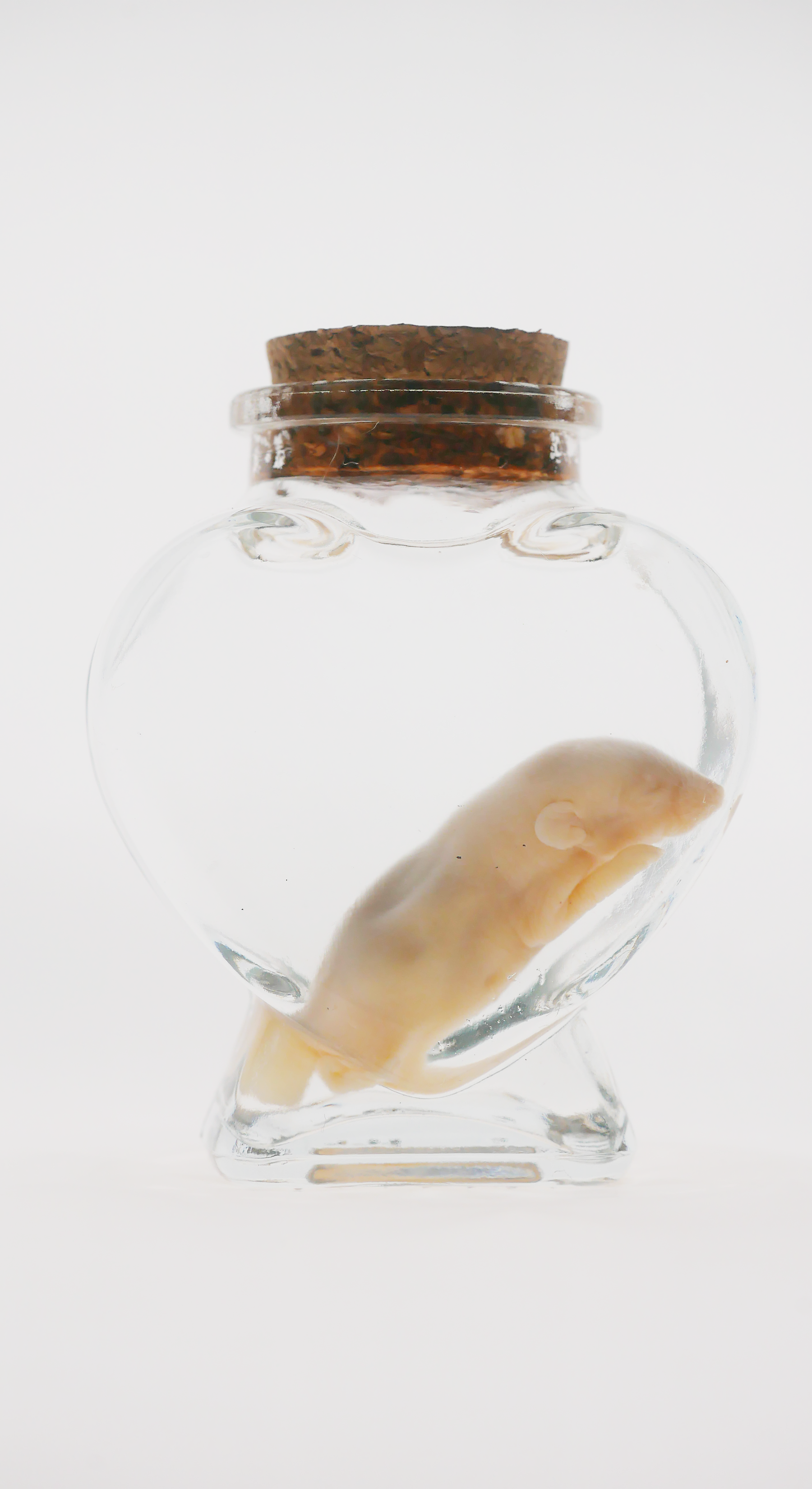 Wet Specimen Newborn Mouse In Heart Jar