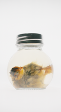 Quail Wet Specimen in Potion Bottle