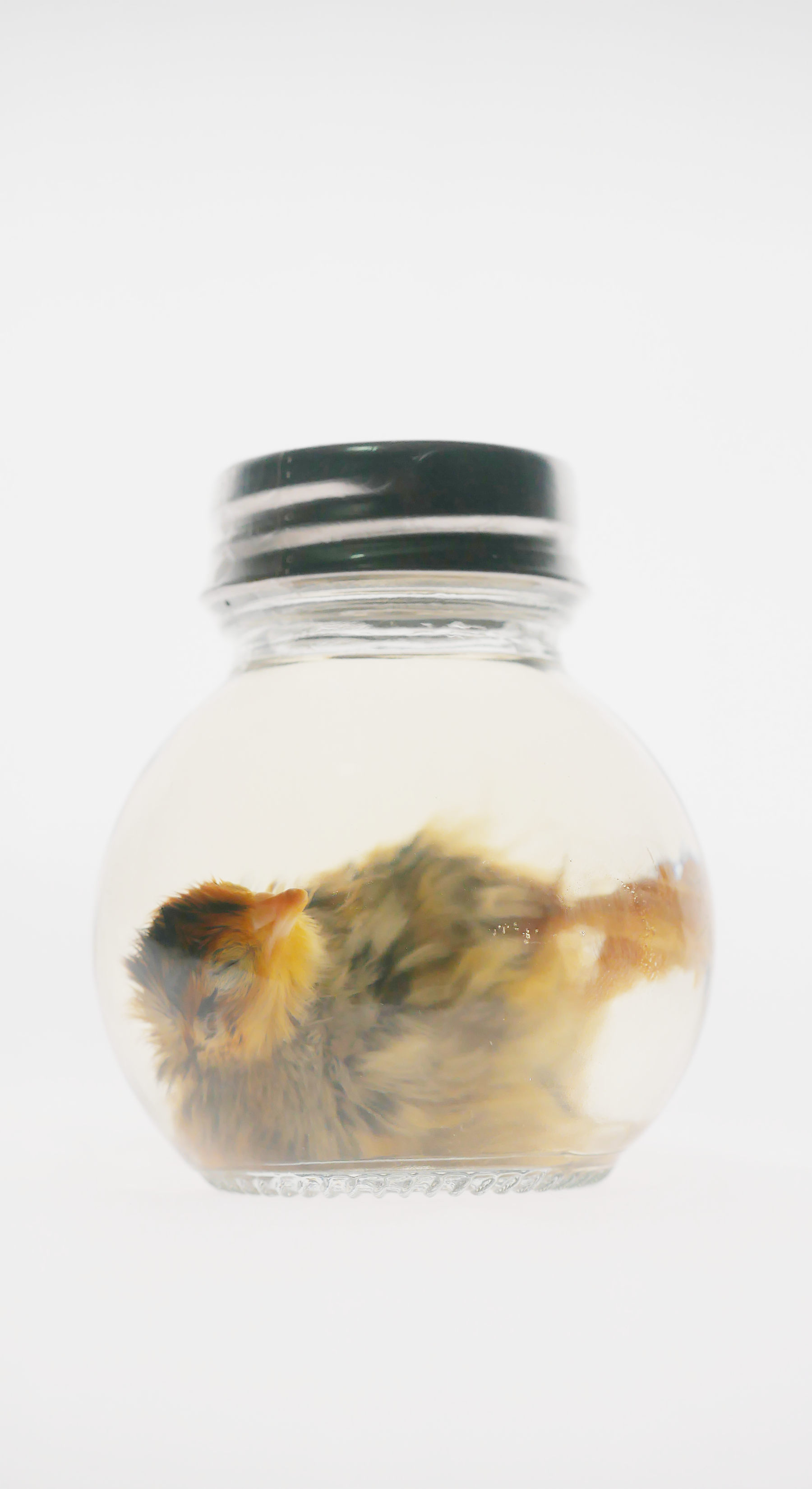 Quail Wet Specimen in Potion Bottle