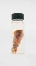 Squid Wet Specimen