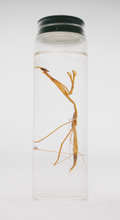 Stick Bug Wet Specimen