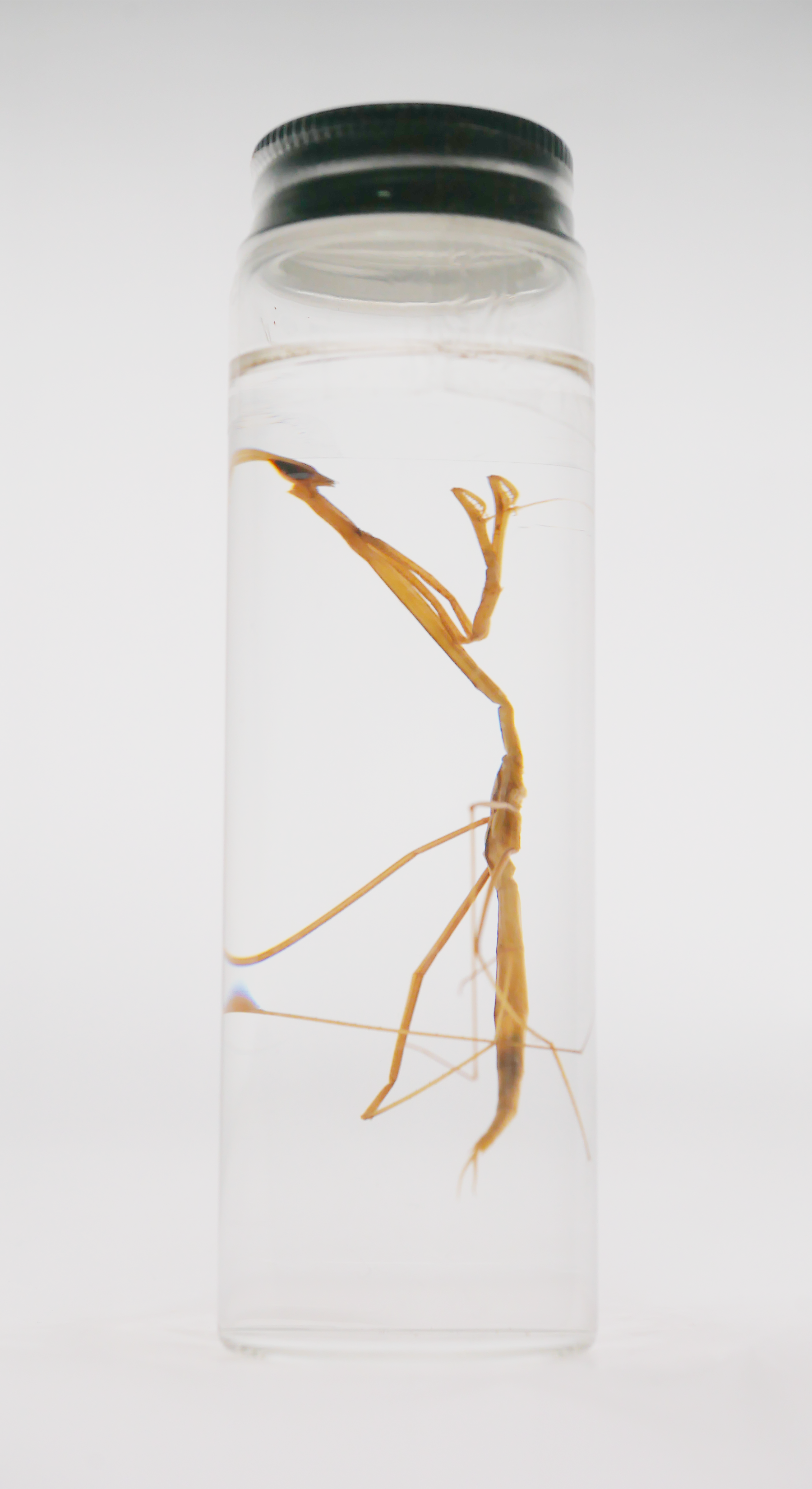 Stick Bug Wet Specimen